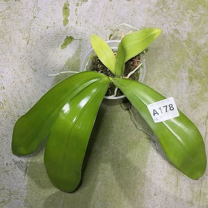 当前无花栽培后可以开花A178yss1240