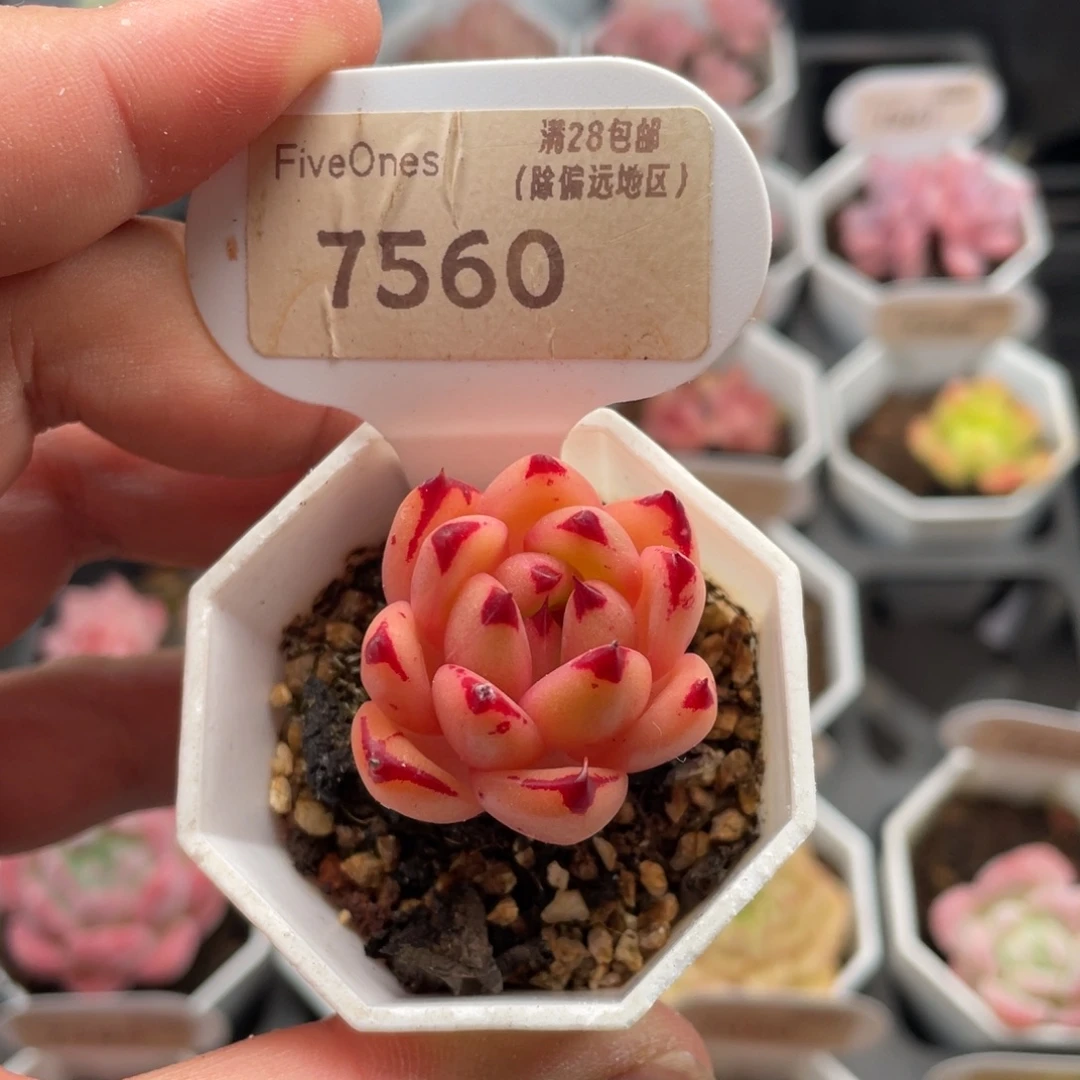 罗密欧杂7560-3.5厘米