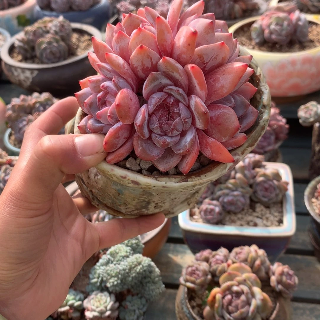 无花朵无砍花花花花花花花26
