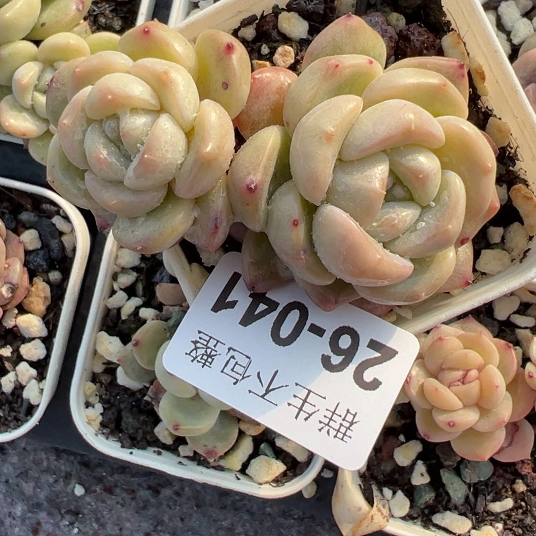 小卡拉米糖心一物一拍26-41