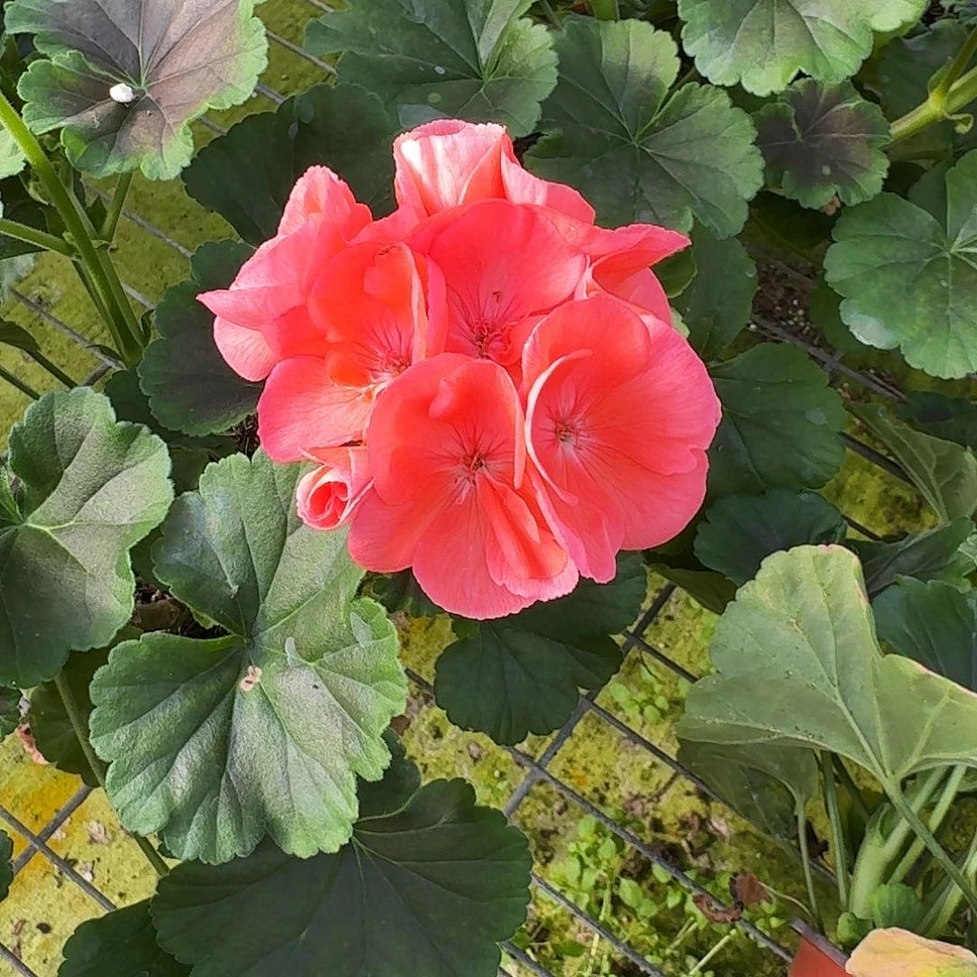 完全开放巧克力橙