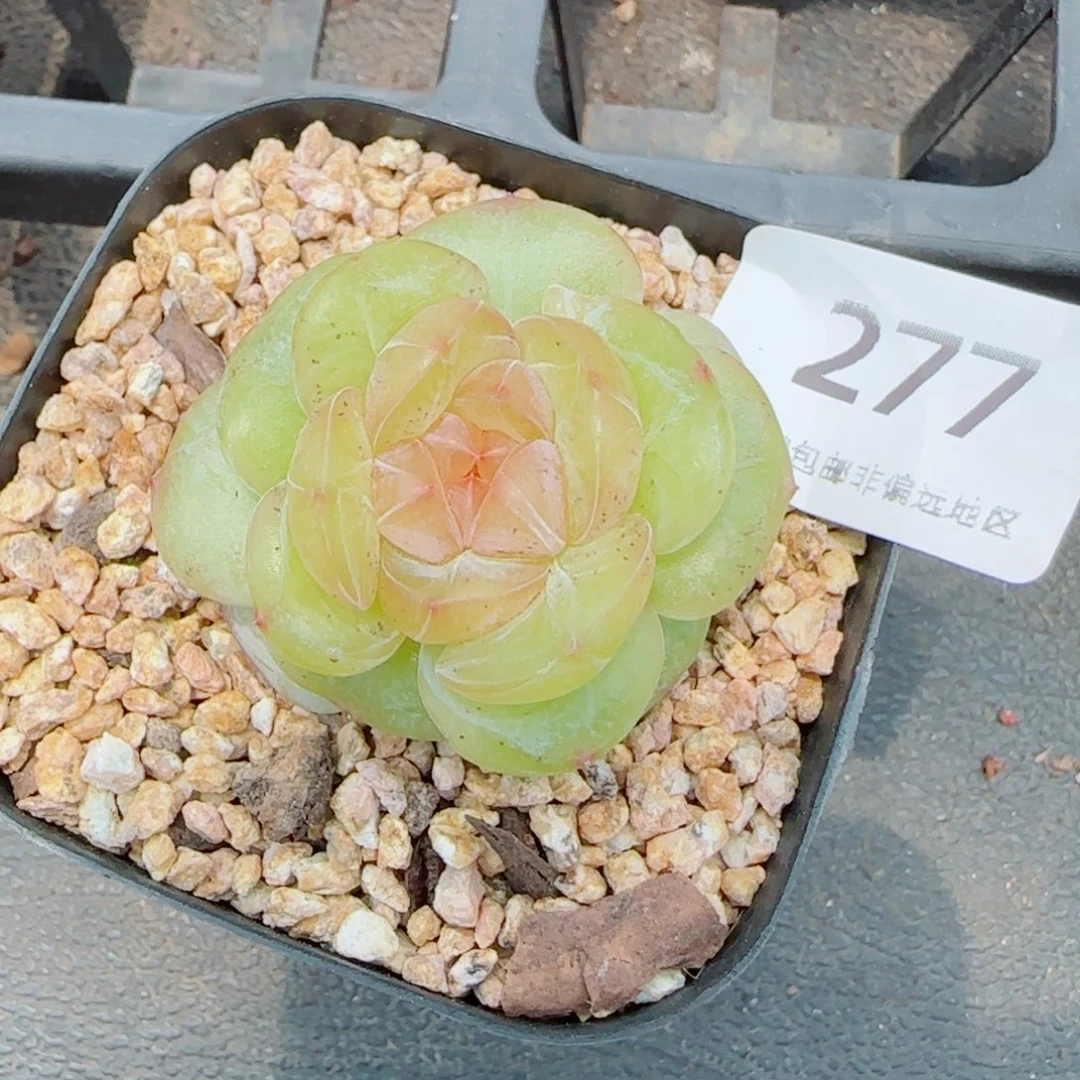 芳草系列，277多肉植物