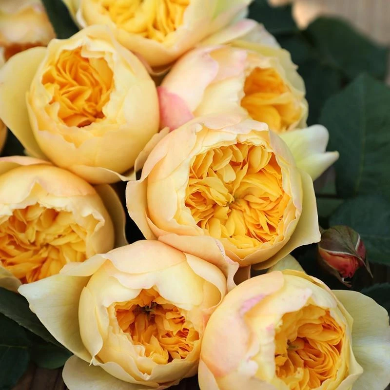 雀啾月季花苗阳台盆栽花卉四季开花植物带花苞浓香蔷薇玫瑰花树苗