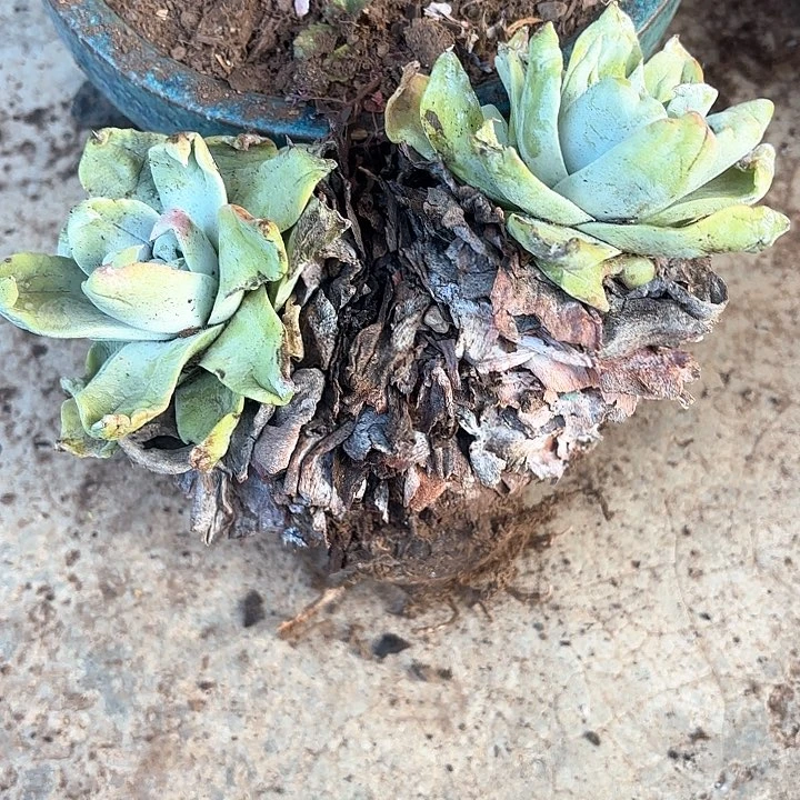 浓*妈仙女杯多肉植物盆栽