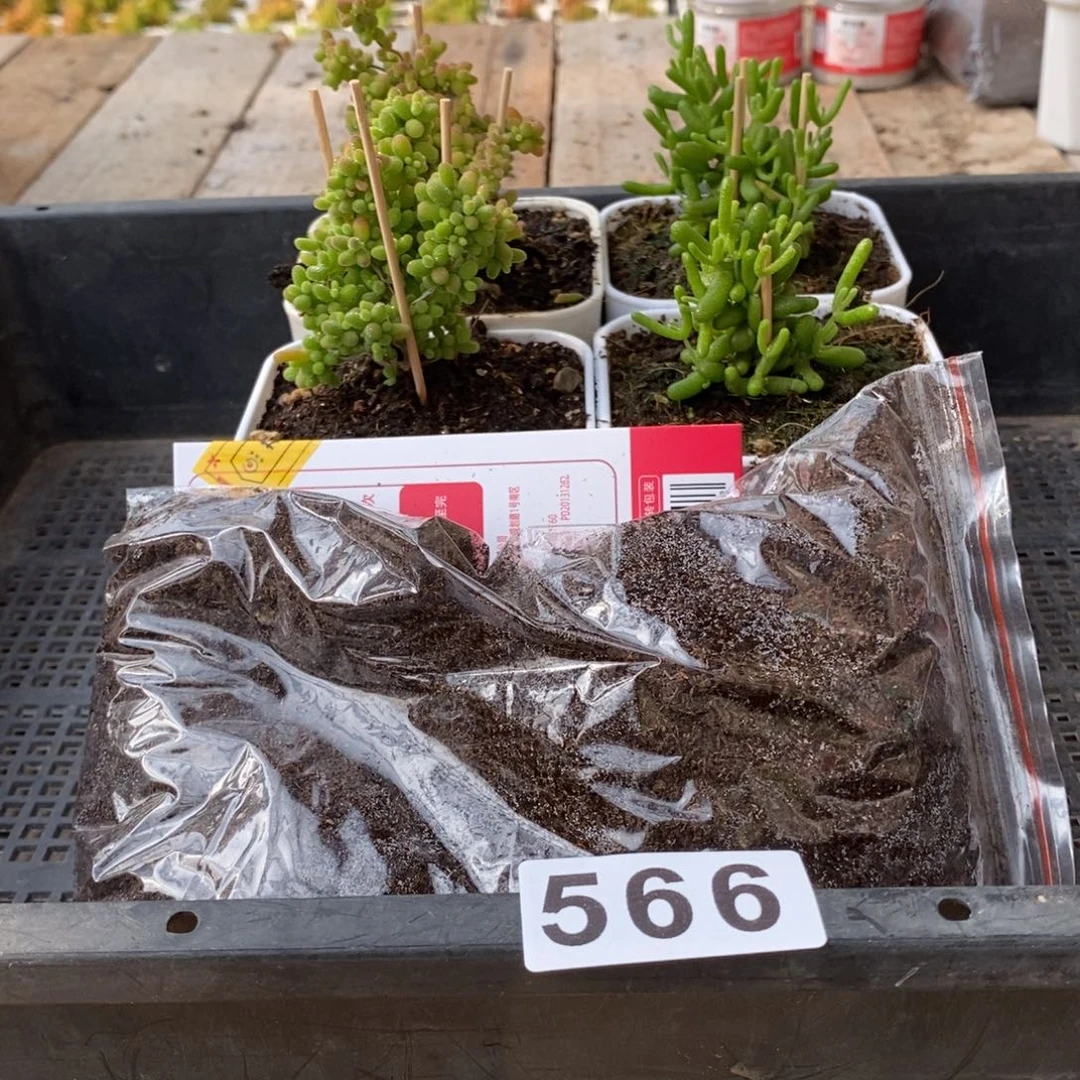 枝干番杏多肉植物566