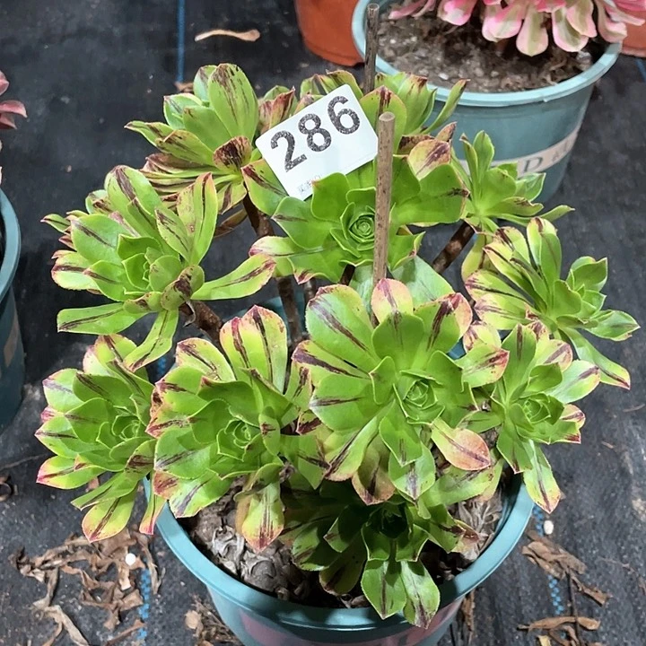 碧火286   冠幅23