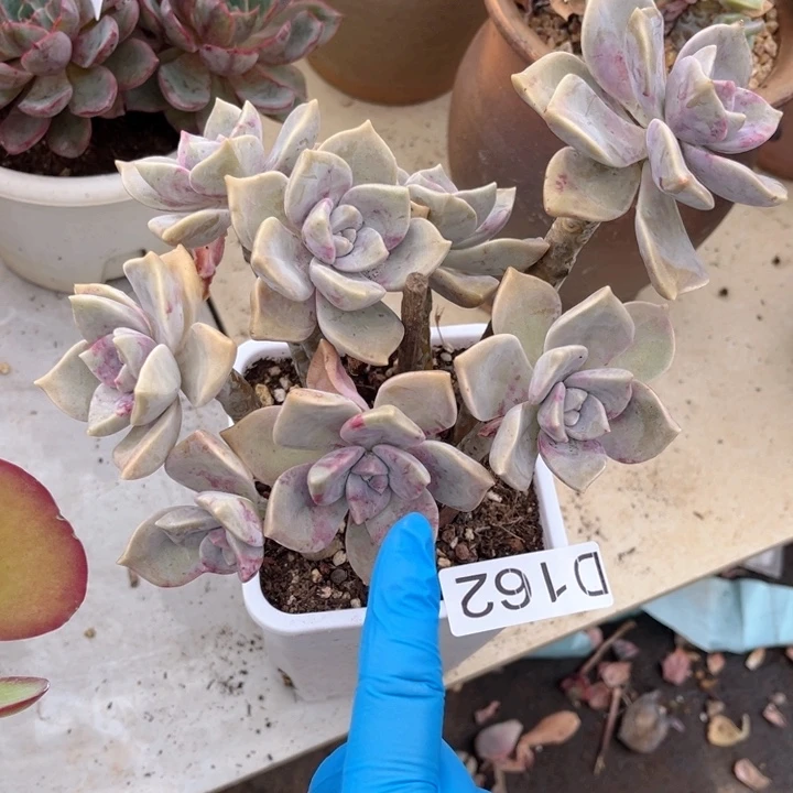 紫乐162 满两单包邮