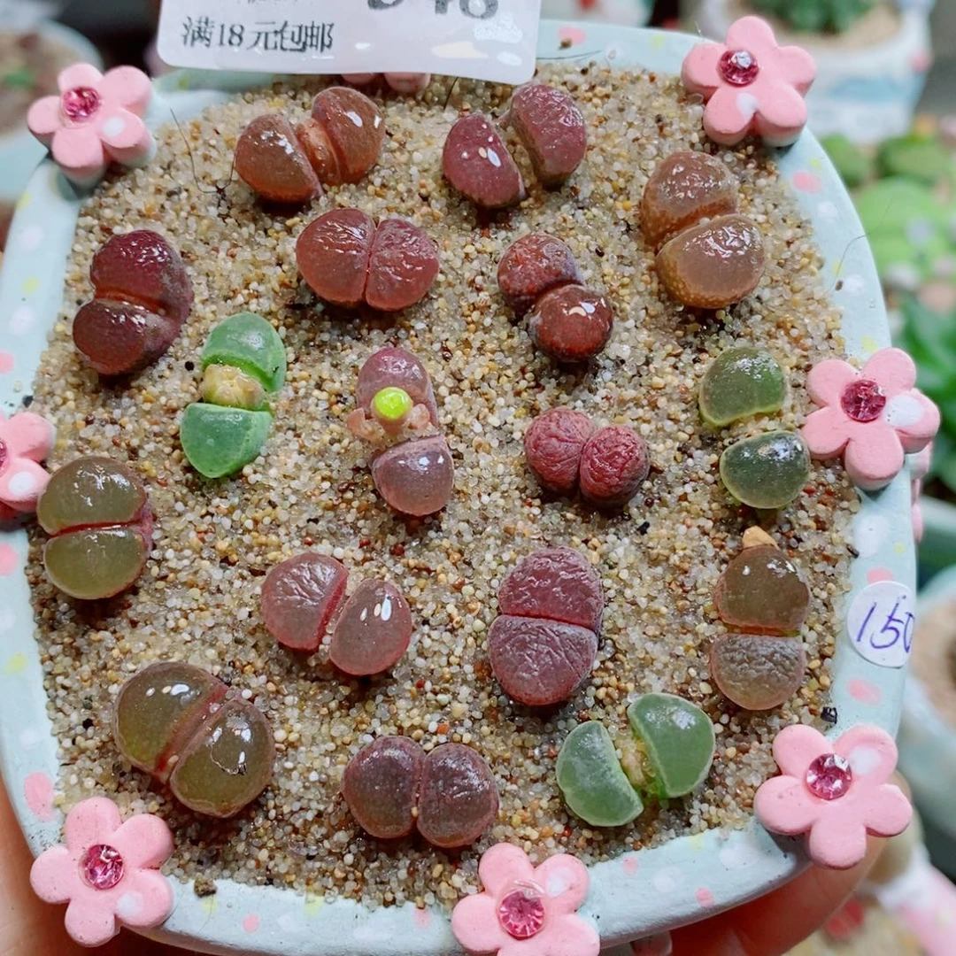 生石花花花花花花348