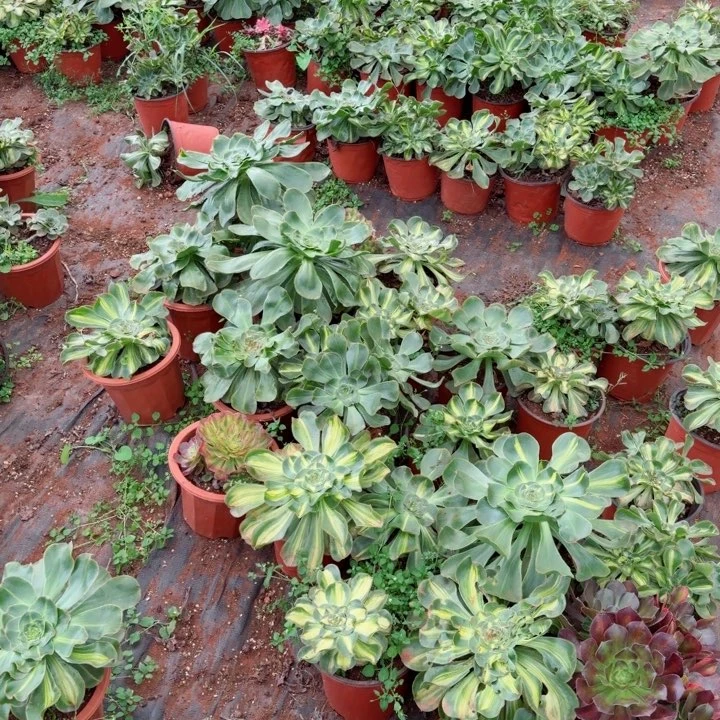 暴君暴君暴君啊啊啊