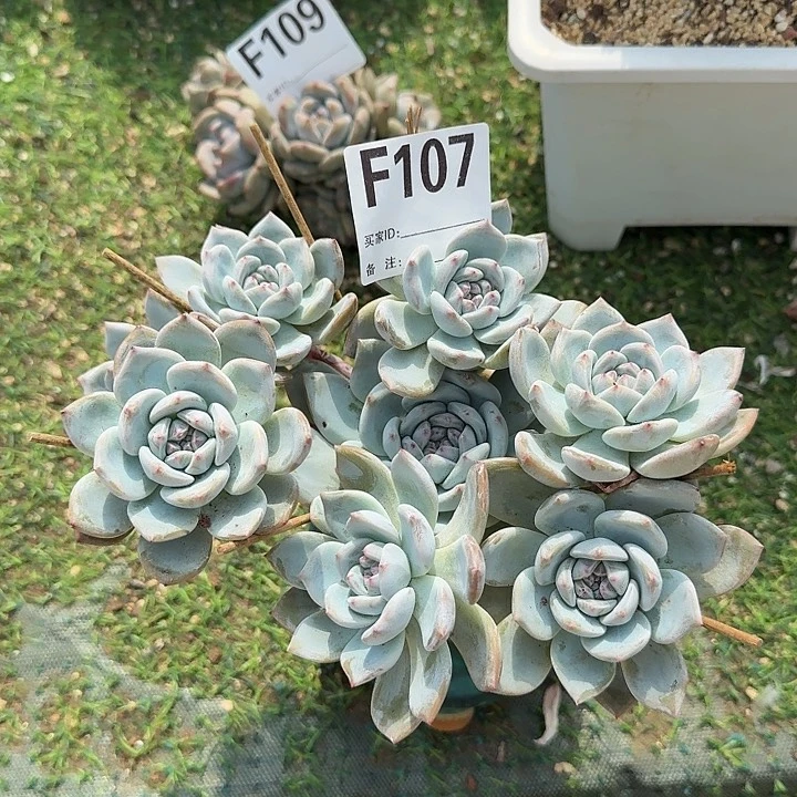 石榴长枝无砍呀呀