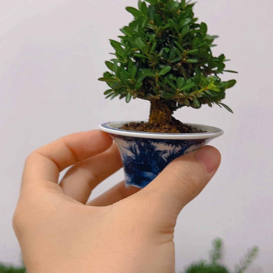 洛***7无花朵黄杨一物一拍盆景