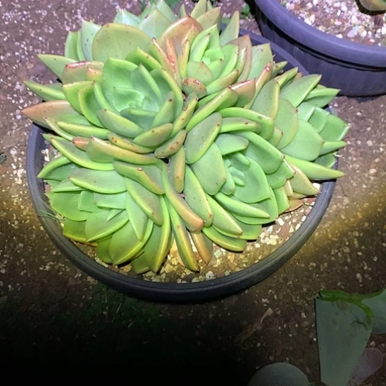 以*每日特价活动开始啦