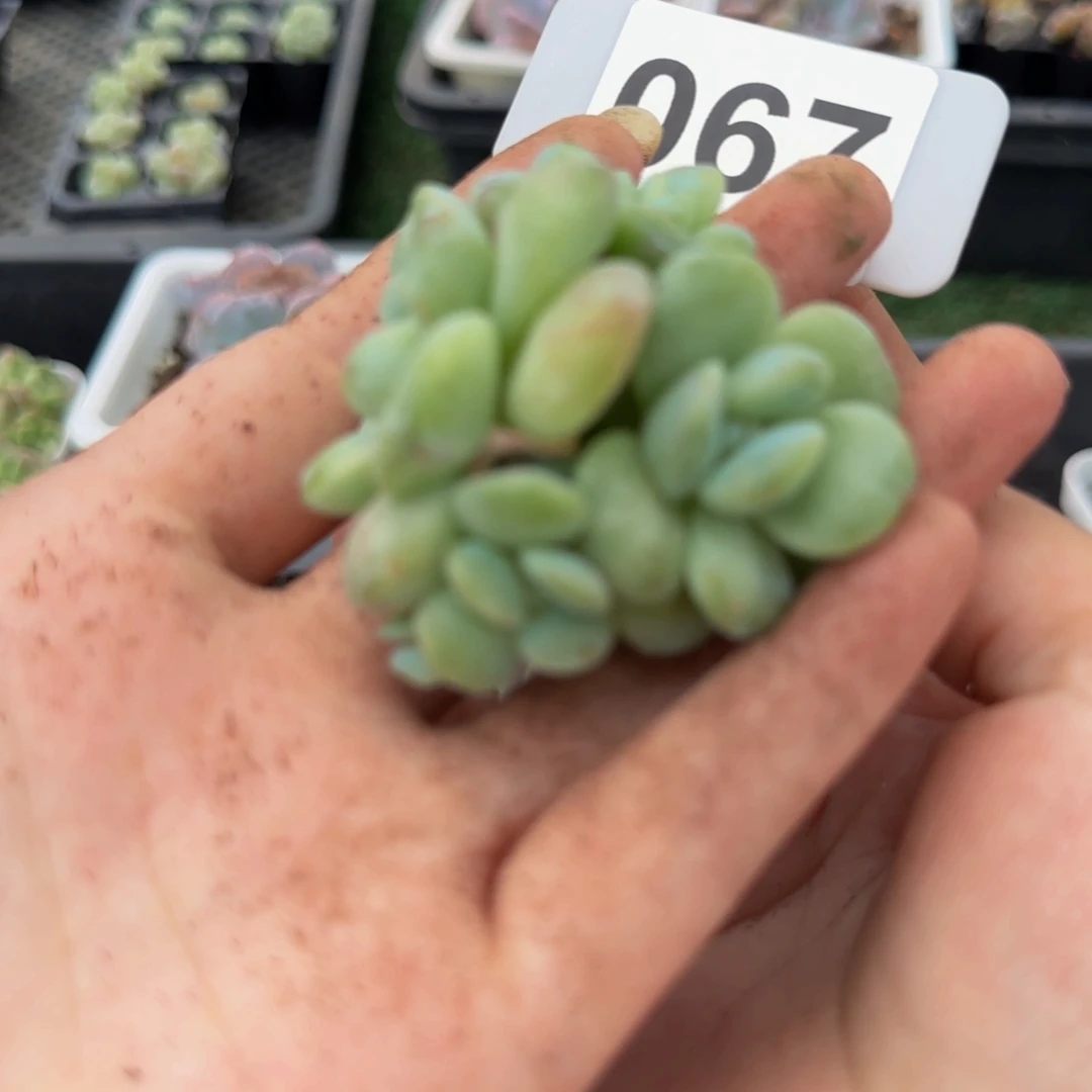 凭***风067一物一拍特价福利