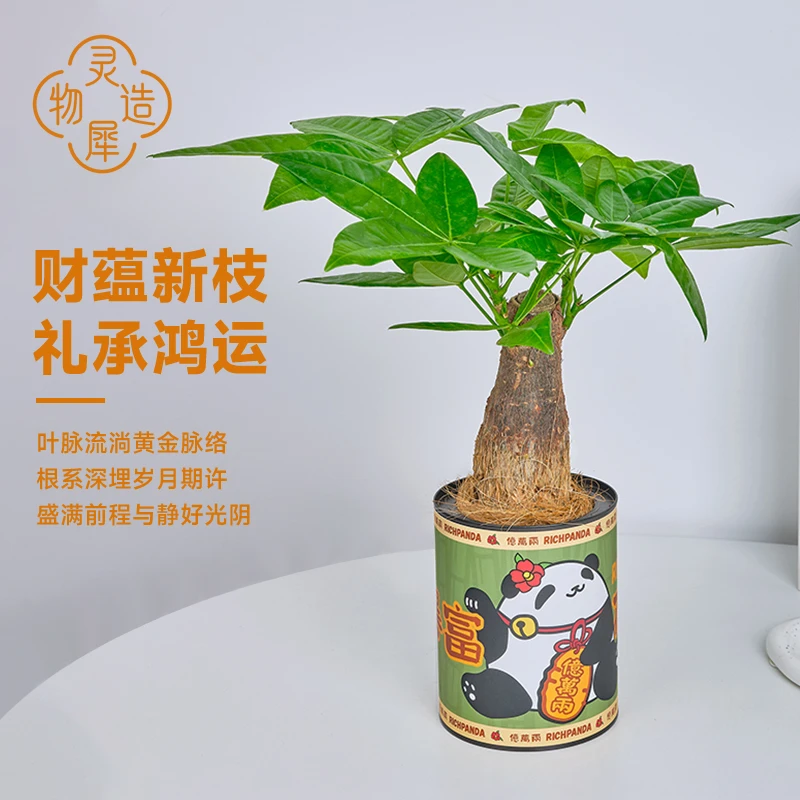【灵犀物造】发财树绿植懒人盆栽办公室好养活植物桌面精致花卉
