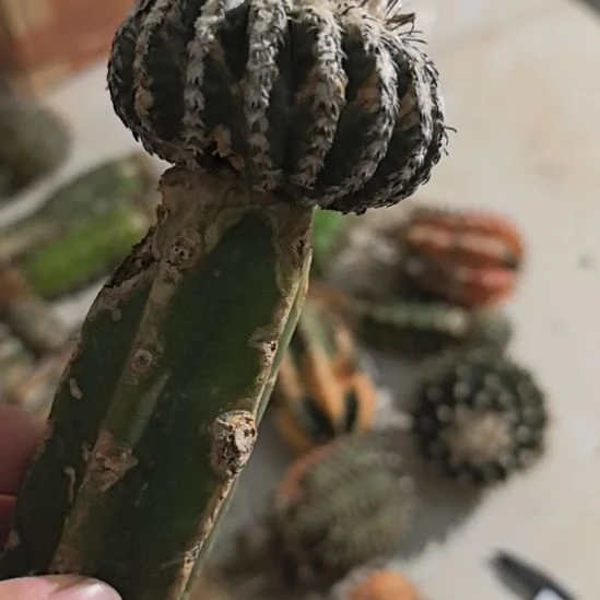 一物一拍，柱子球！！！