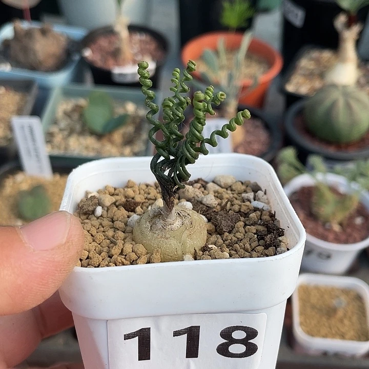 118钢丝弹簧草块根