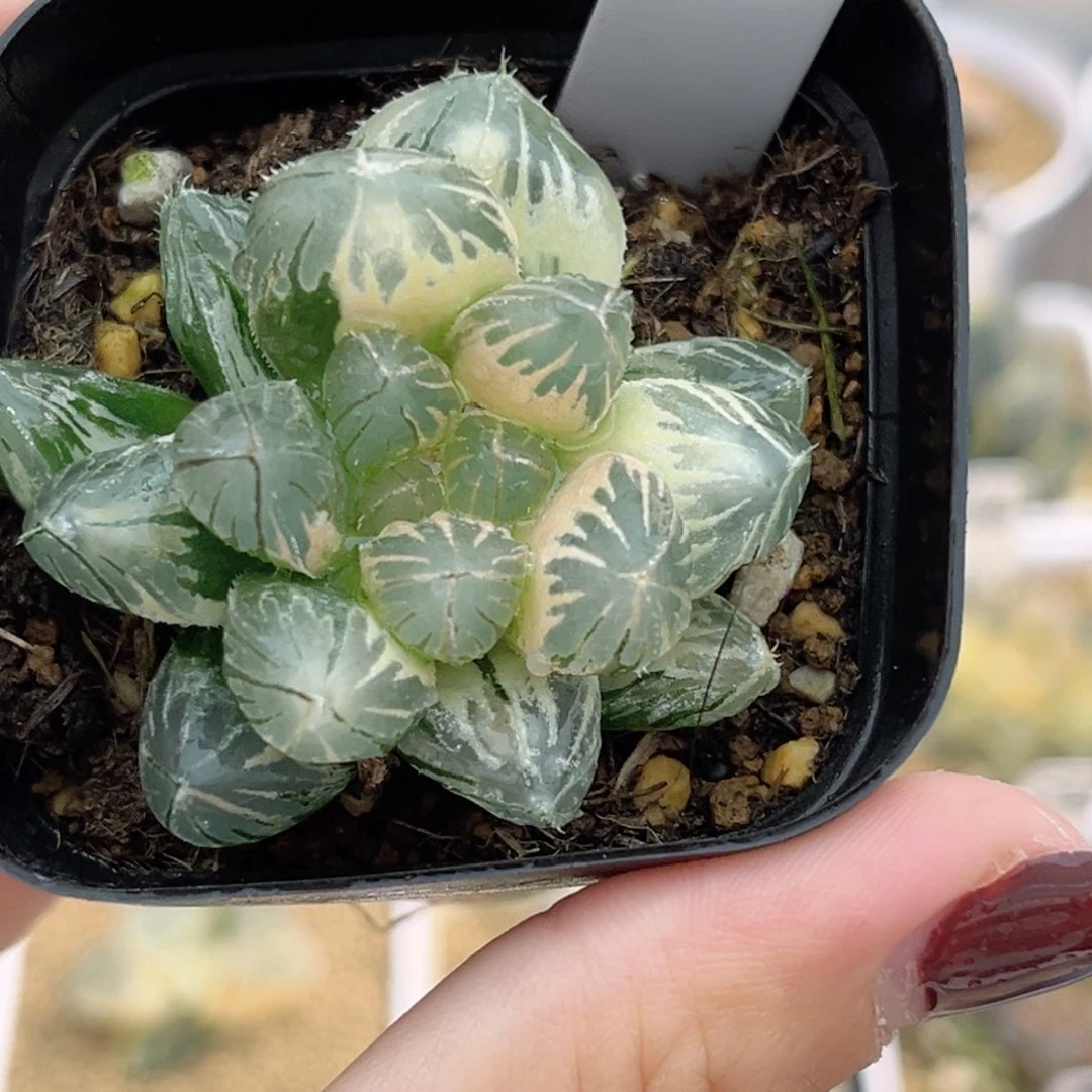 29糊斑趋势灯芯龙爪玉露锦福利专场