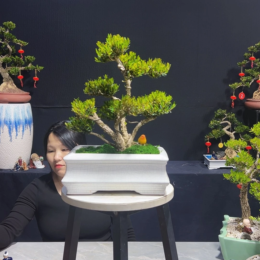 绿植沉***没皱皮黄杨木