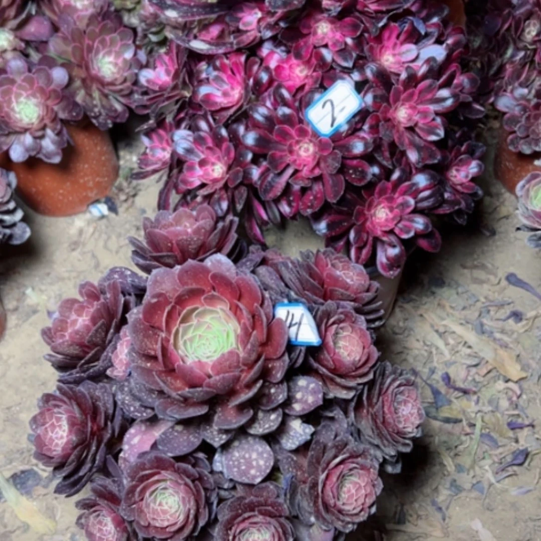 【闪购商品】多肉植物香奶2
