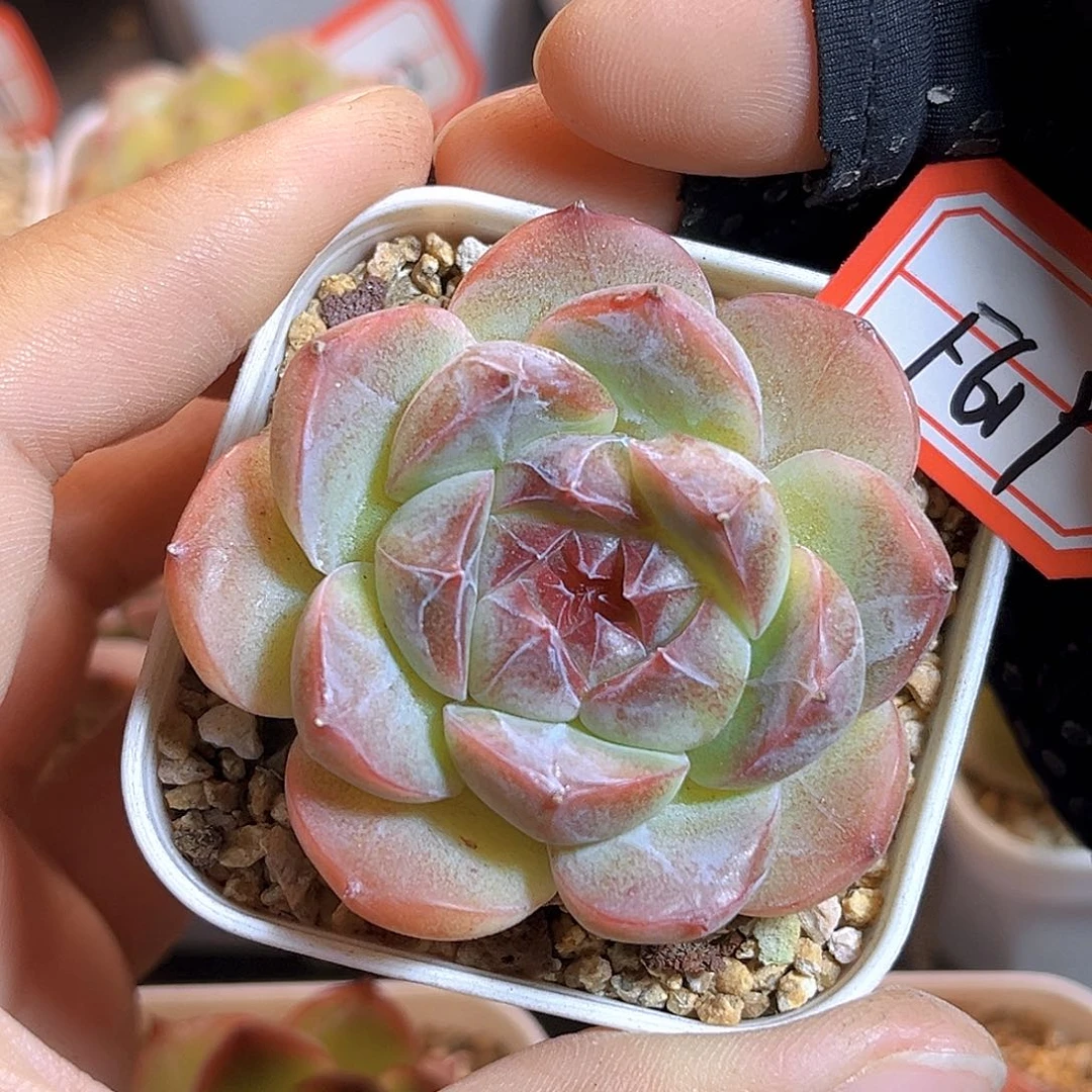 F619一物一拍 梦绵