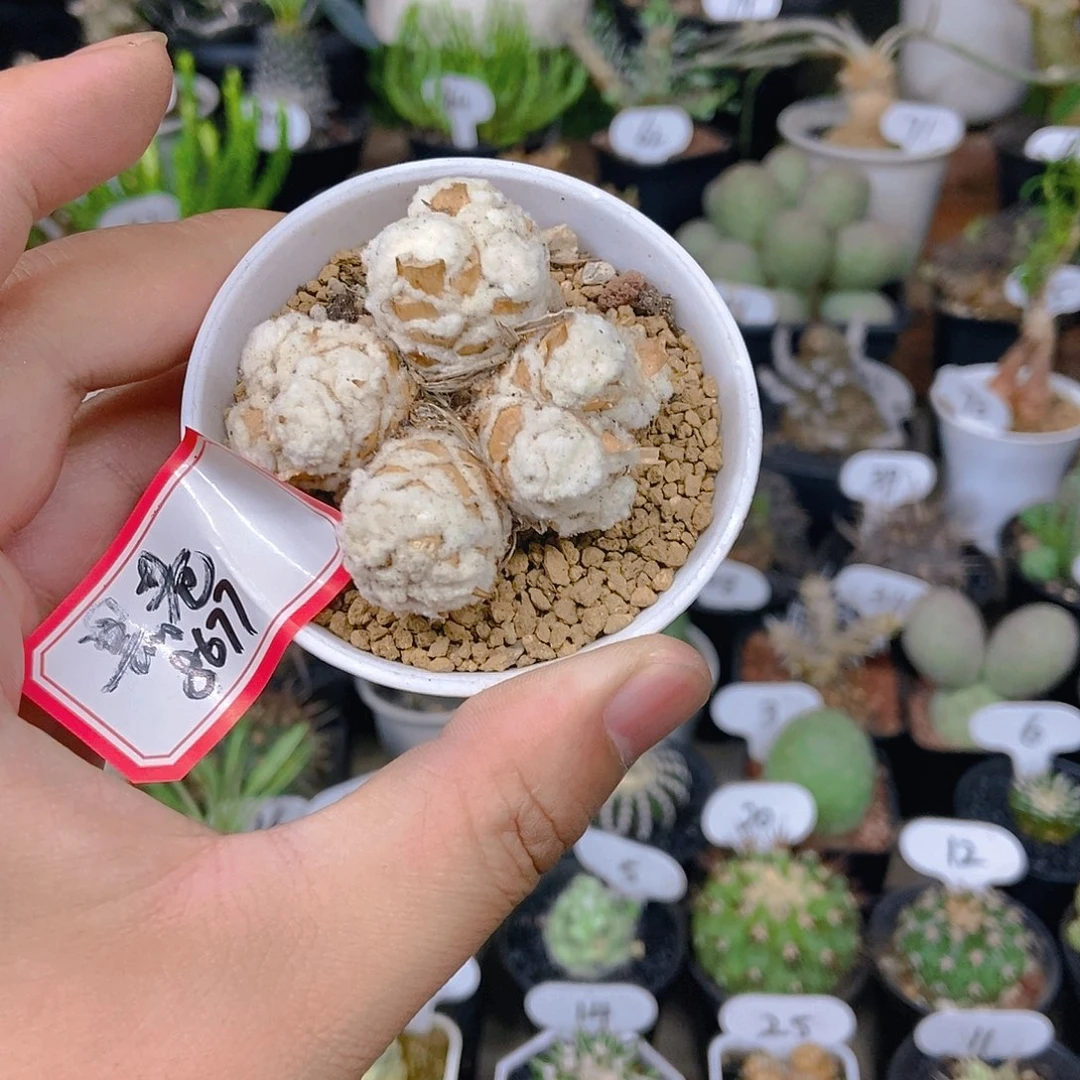 黑****刨花后盾菊一物一拍