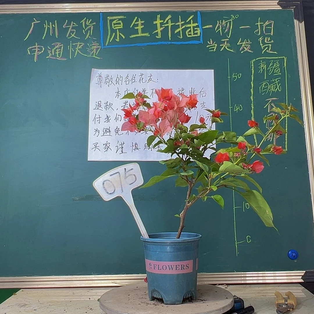 当前无花栽培后可以开花不甜西瓜075