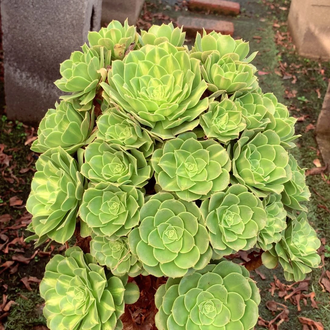 琉璃绿玫瑰，多肉植物