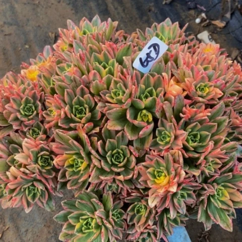 甜茶多肉65多肉不包断