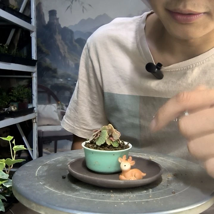 小中青园艺一物一拍106