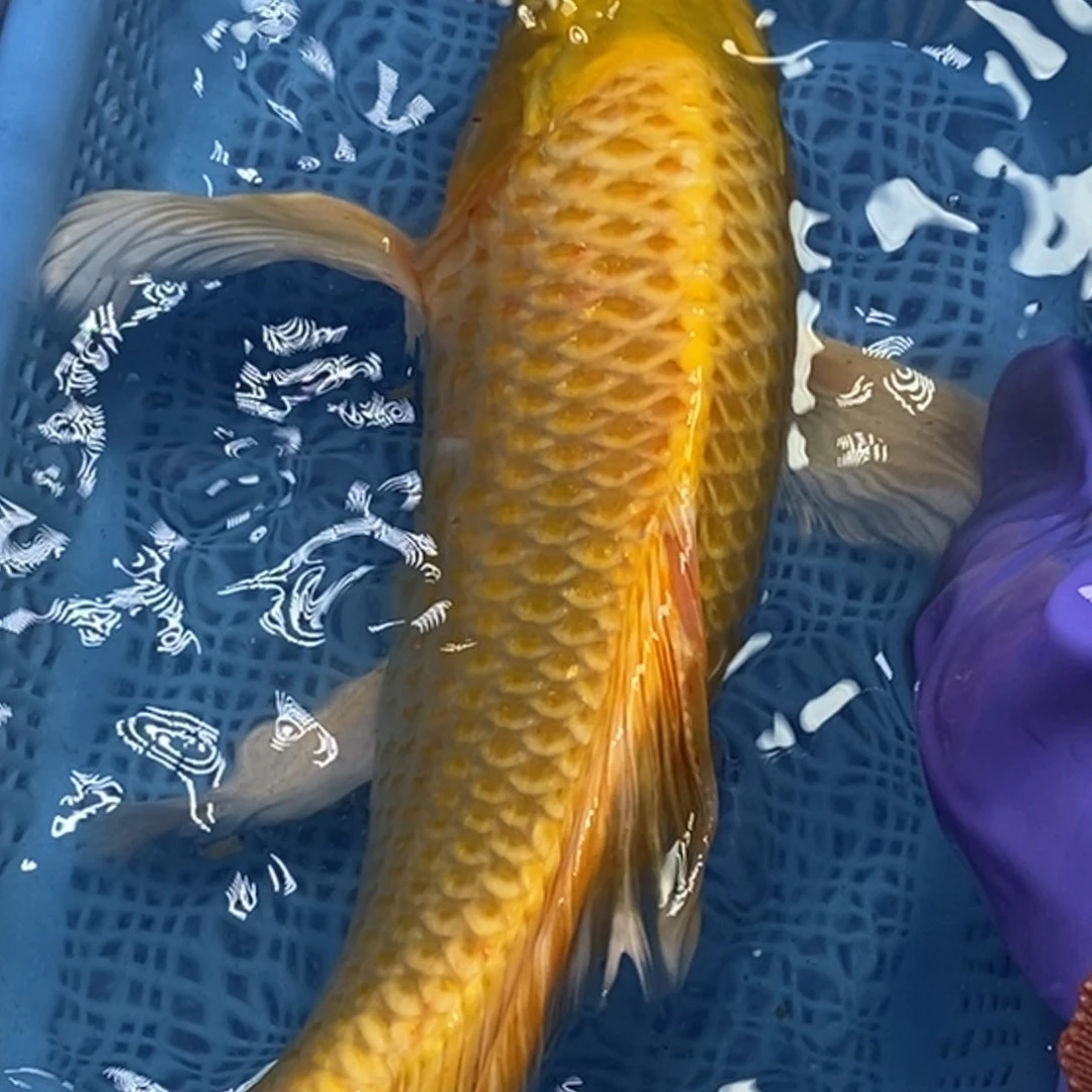 锦鲤冷水锦鲤包邮