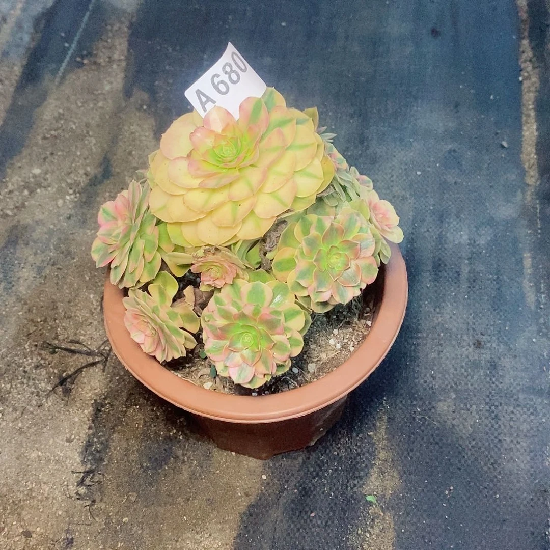 雨荷680多肉111111