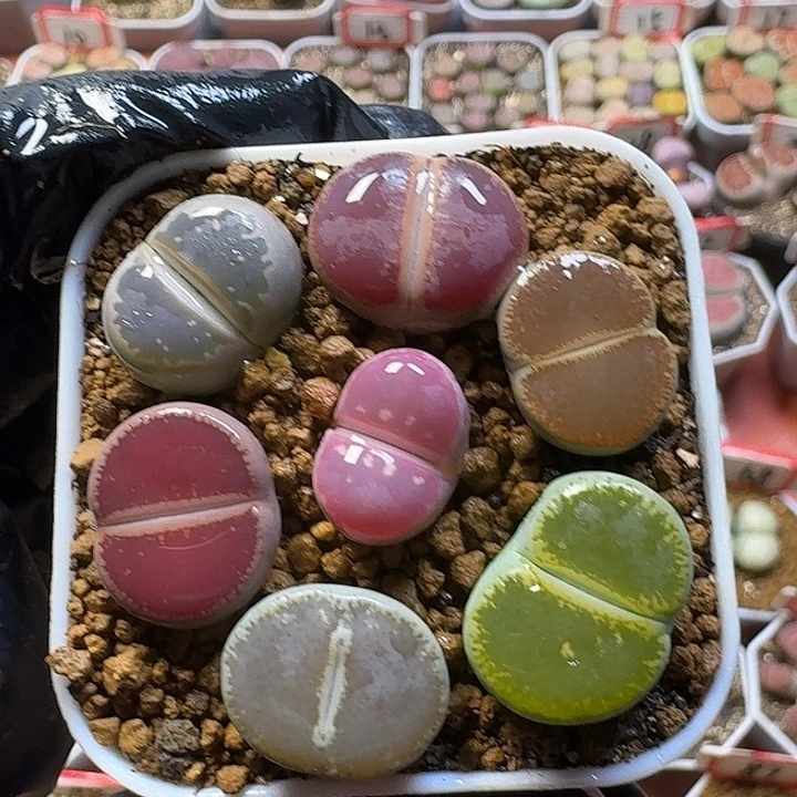 生石花2:：。在。  57号