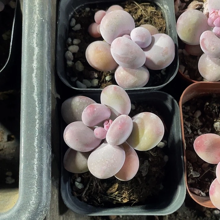 6.5方大奶酪带盆土发