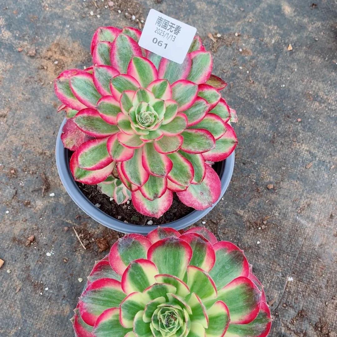 一物一拍多肉法师61