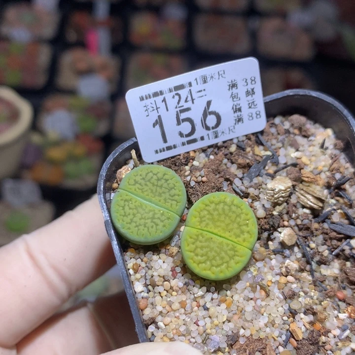 抖***谱精品生石花124.156