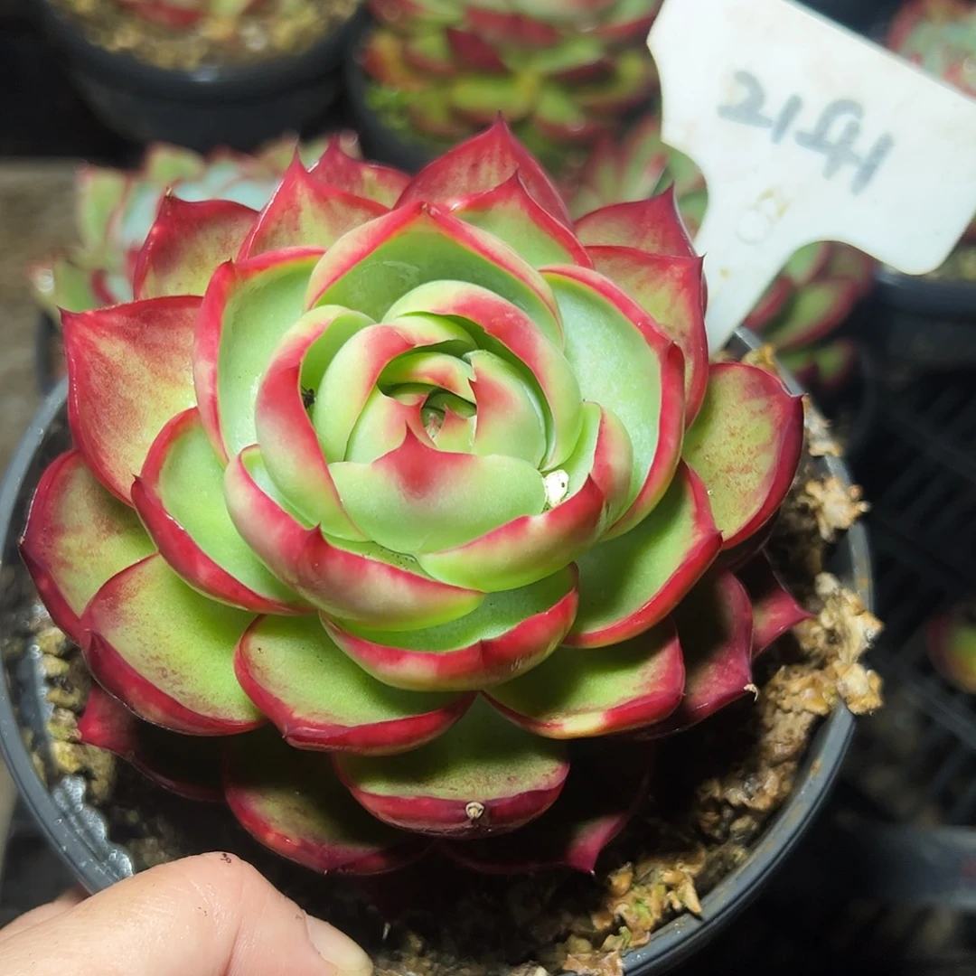 惊鸿仙子一物一拍2141号