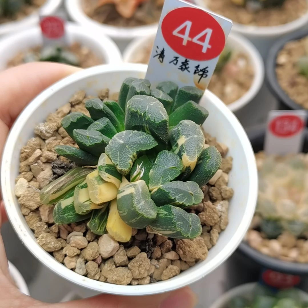 44号清万象锦群生一物一拍带盆土发货