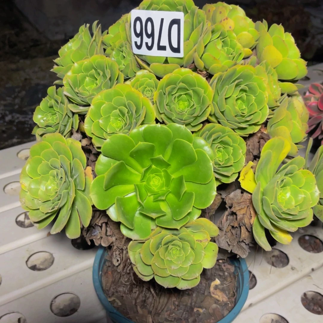 绿杨蓉7/1包邮法师