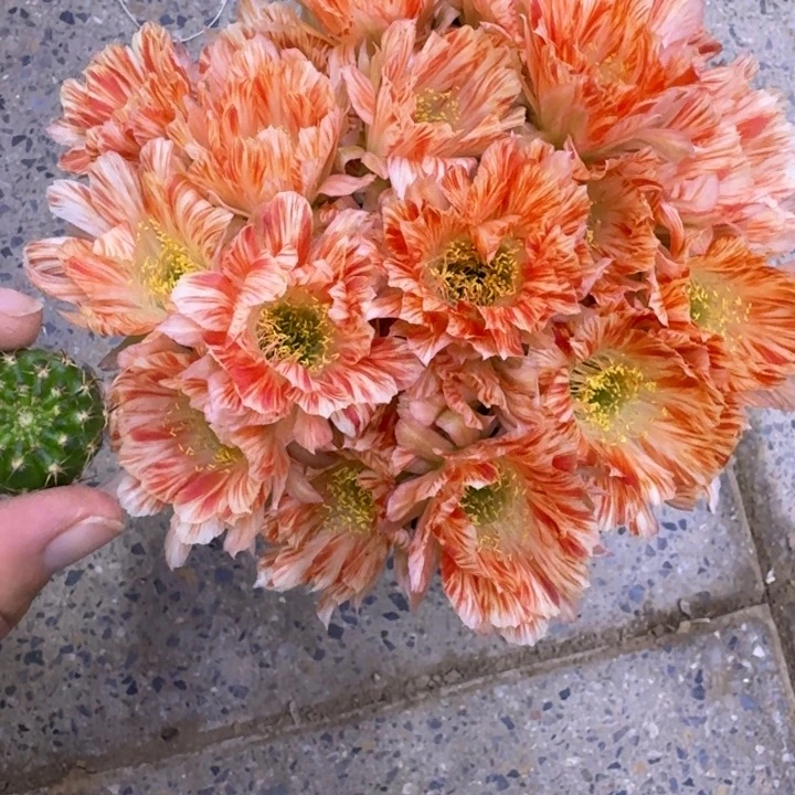 301丽花五花肉歪无根侧牙2到3公分左右，20包邮