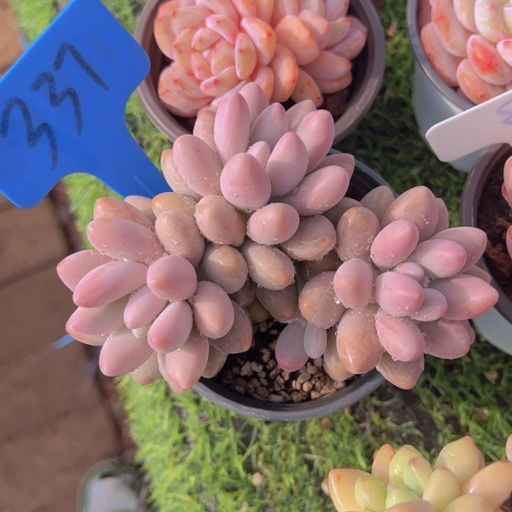 健健康康平平安安