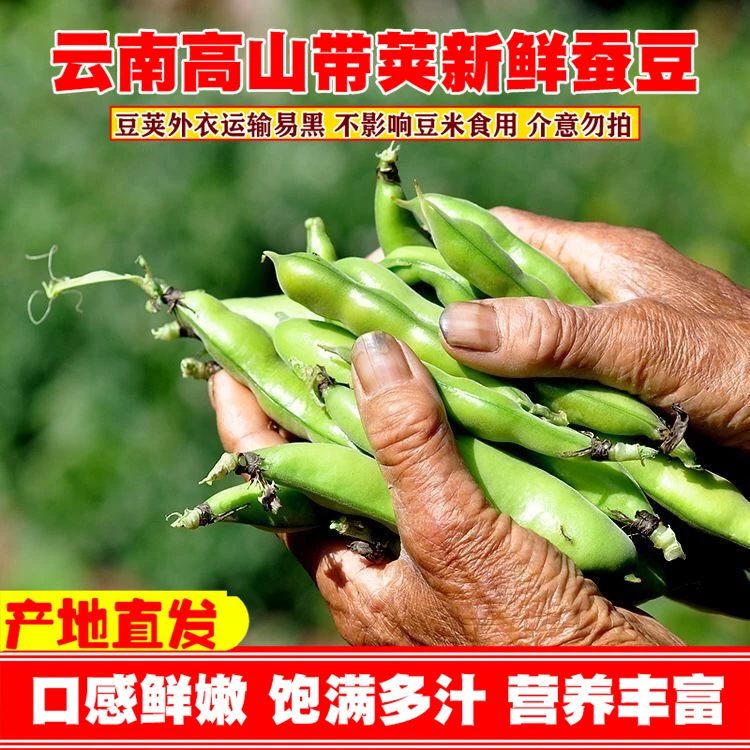 蚕豆角云南新鲜嫩蚕豆带壳豆角青蚕豆新鲜蔬菜嫩胡豆罗汉豆现摘