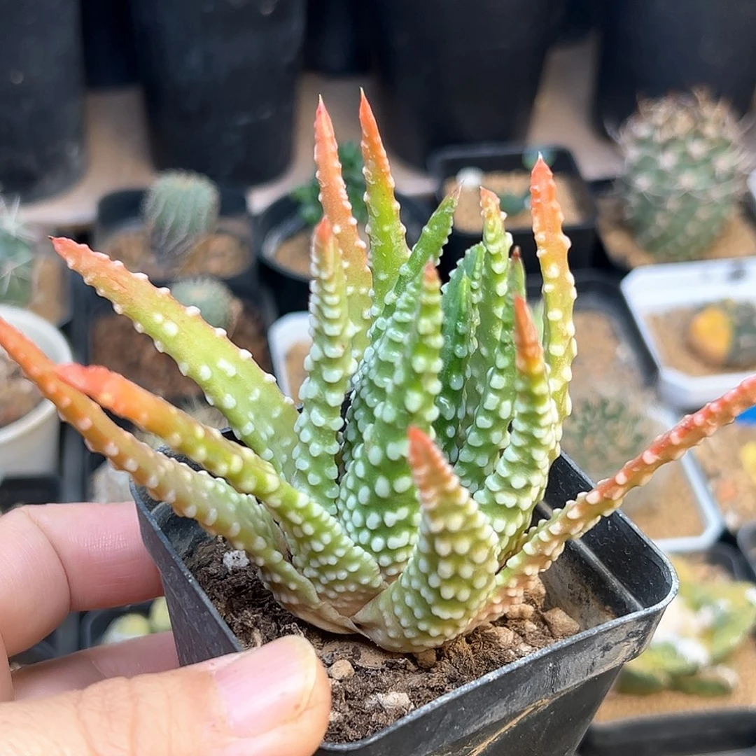 大尤钱型一颗一颗