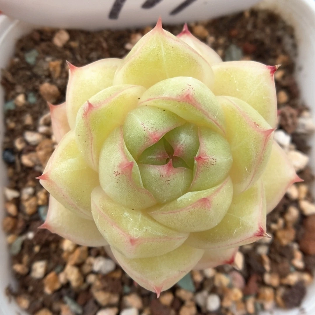 琉璃麦杆可拍723号