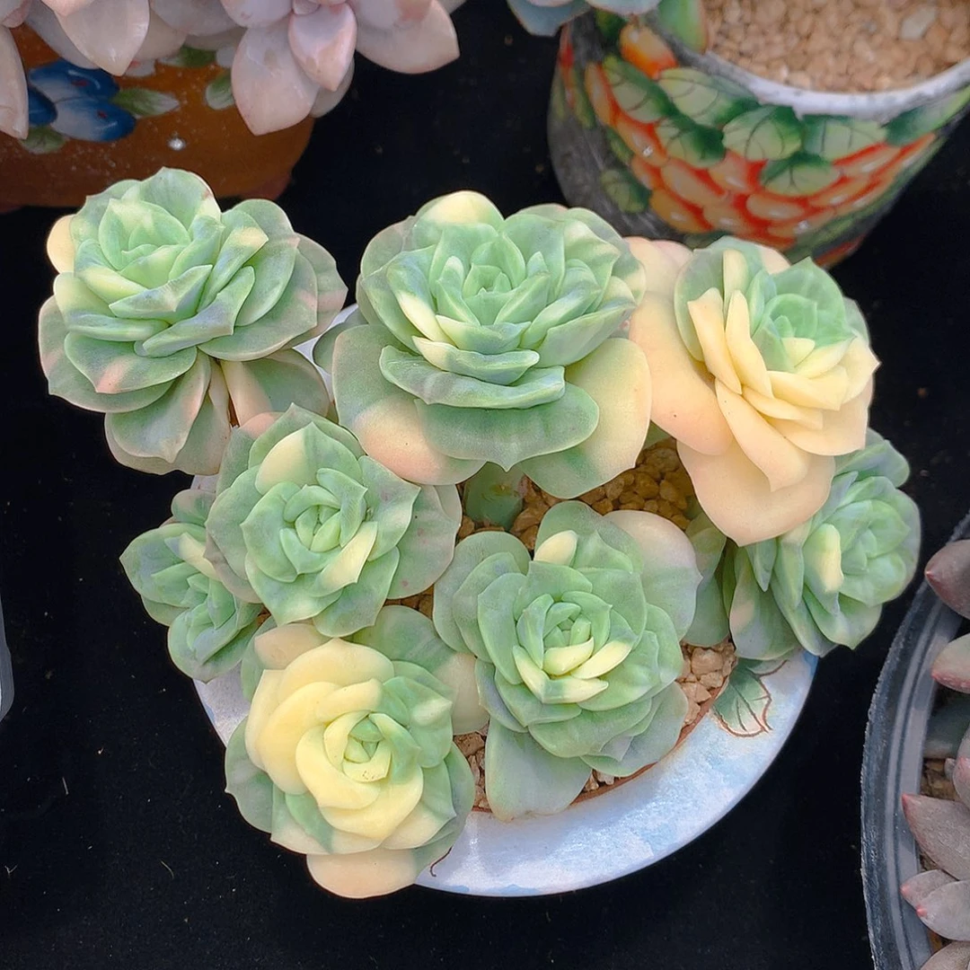 想想专拍多肉一物一拍