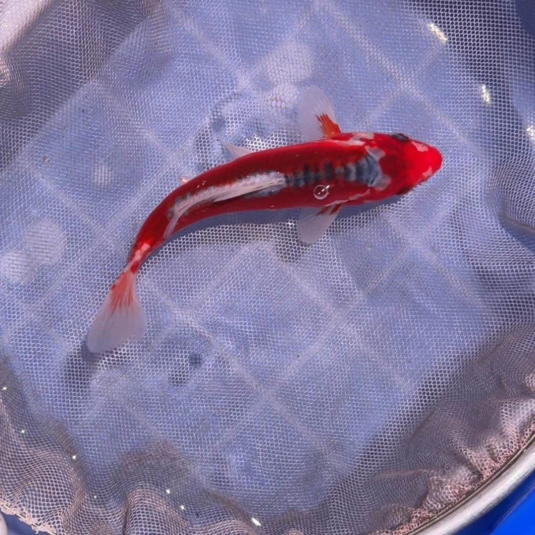 锦鲤精品锦鲤大放漏