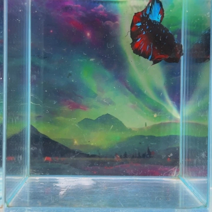 紫印母鱼所有东西的人都在