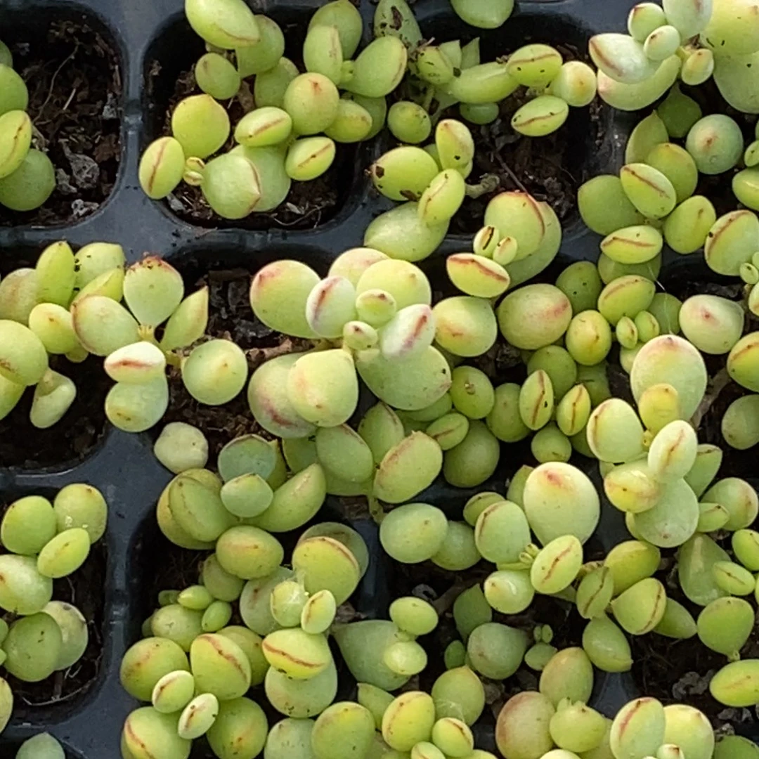 达摩满十元包邮多肉