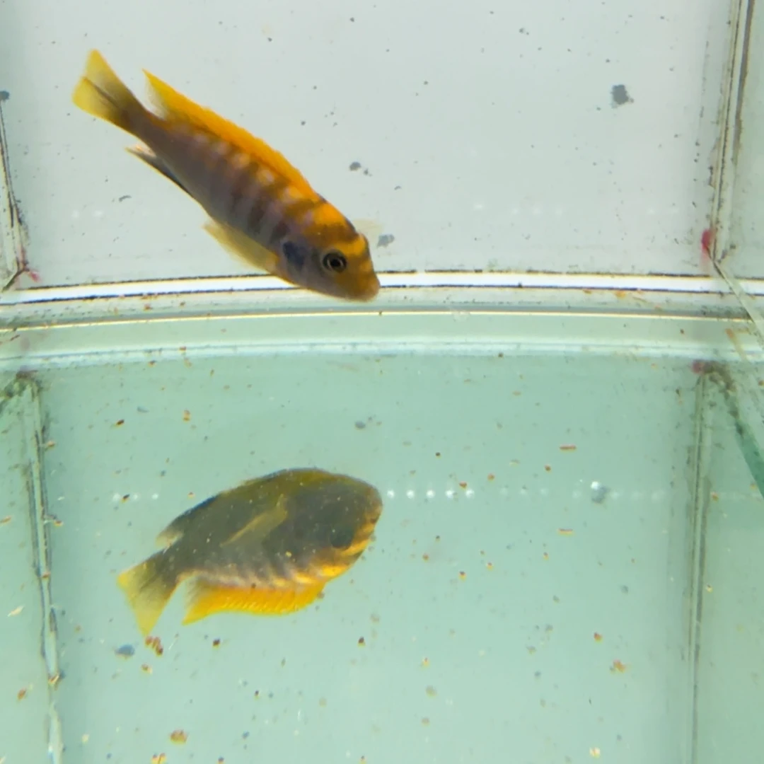 慈鲷427红鸡。