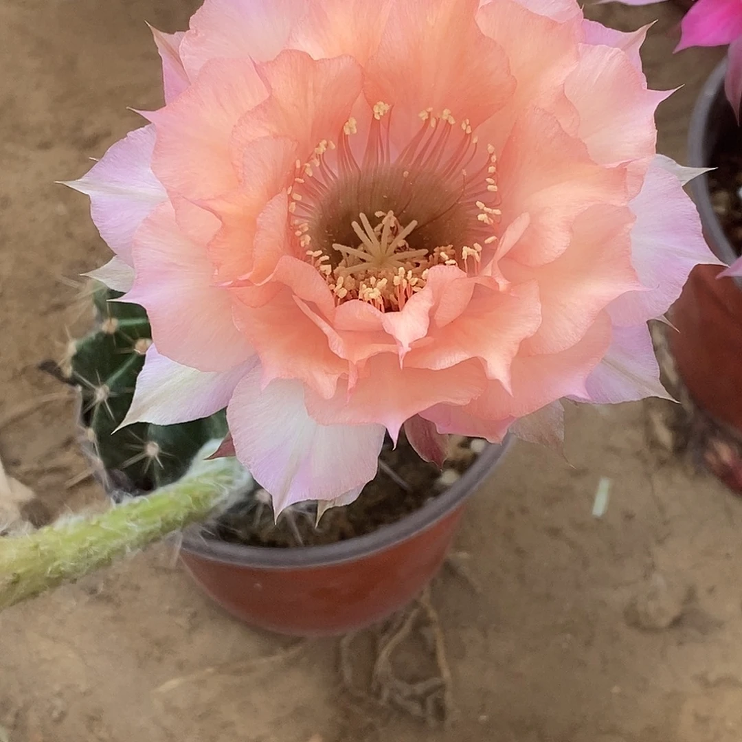 徐**生睡美人脱土拖盆 20包邮