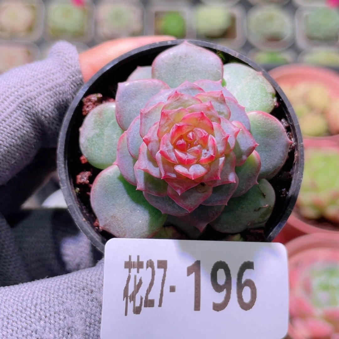 花利美27-196新品珍妮